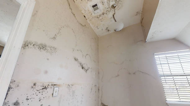 Best Black Mold Removal  in Elk Rapids, MI