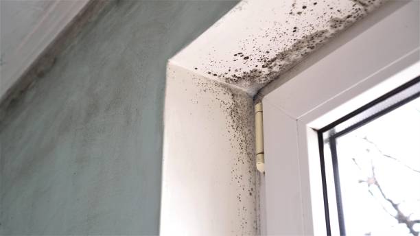 Best Residential Mold Inspection & Testing  in Elk Rapids, MI