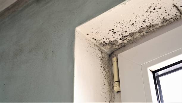Mold Remediation for Vacation Homes in Elk Rapids, MI