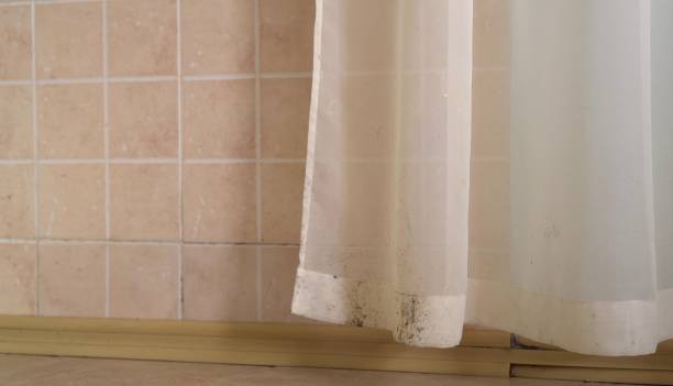 Best Commercial Mold Inspection  in Elk Rapids, MI