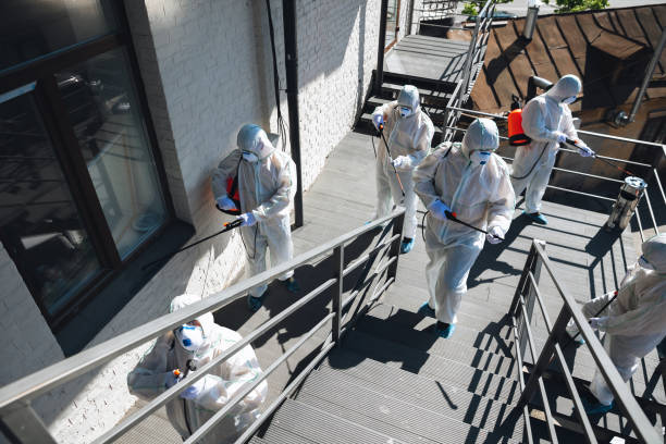Best Basement Mold Removal  in Elk Rapids, MI