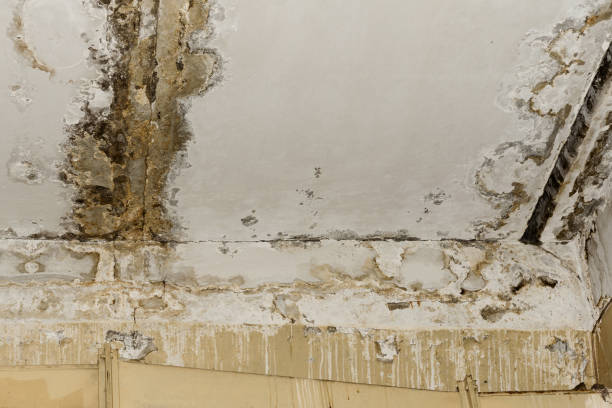 Best Emergency Mold Remediation  in Elk Rapids, MI