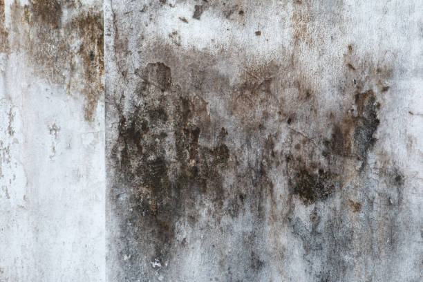 Best Post-Remediation Verification Testing  in Elk Rapids, MI