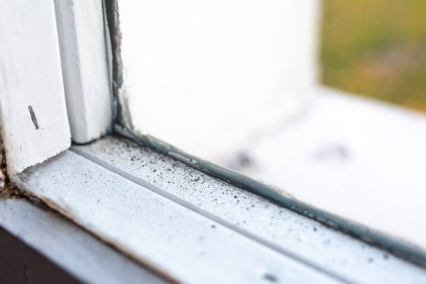 Best Asbestos and Lead Testing During Mold Inspection  in Elk Rapids, MI