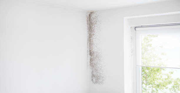 Best Air Quality Testing for Mold Spores  in Elk Rapids, MI