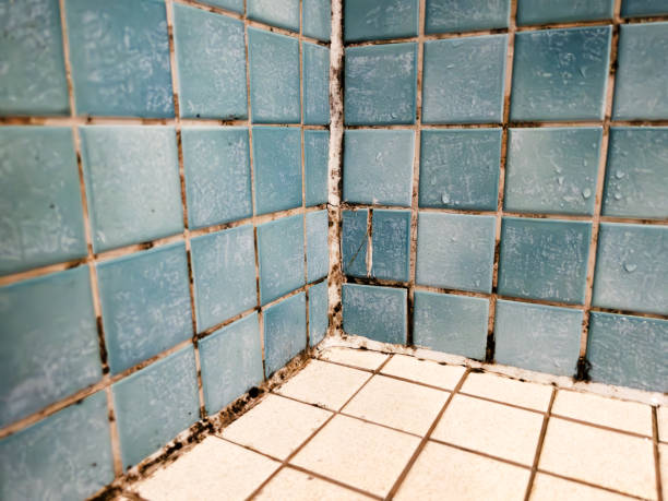 Reliable Elk Rapids, MI Mold Removal Solutions