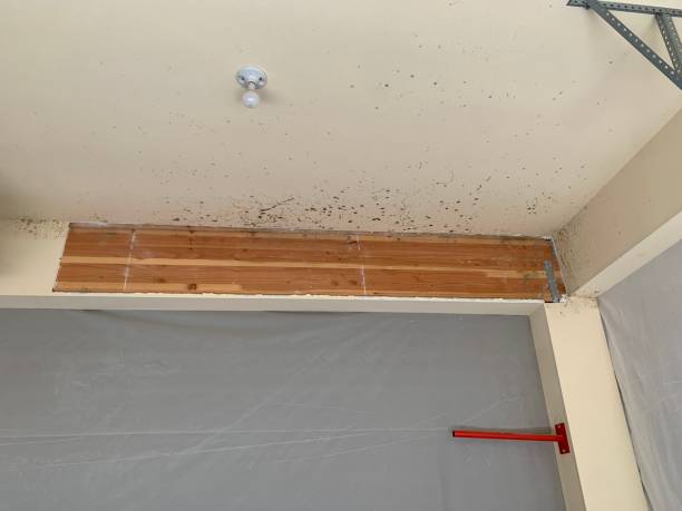 Best Airborne Mold Testing  in Elk Rapids, MI