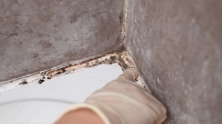 Best Mold Removal for HVAC Installations  in Elk Rapids, MI