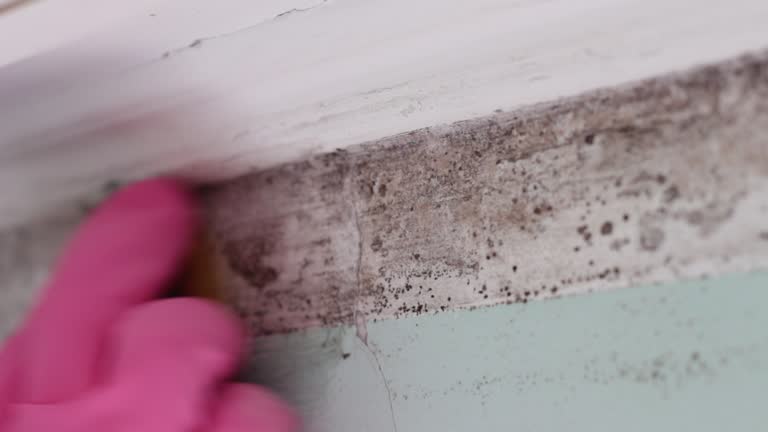 Best Mold Odor Removal Services  in Elk Rapids, MI